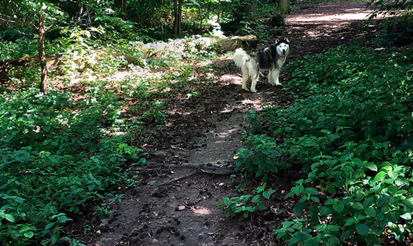 Glenlake Park Dog Park